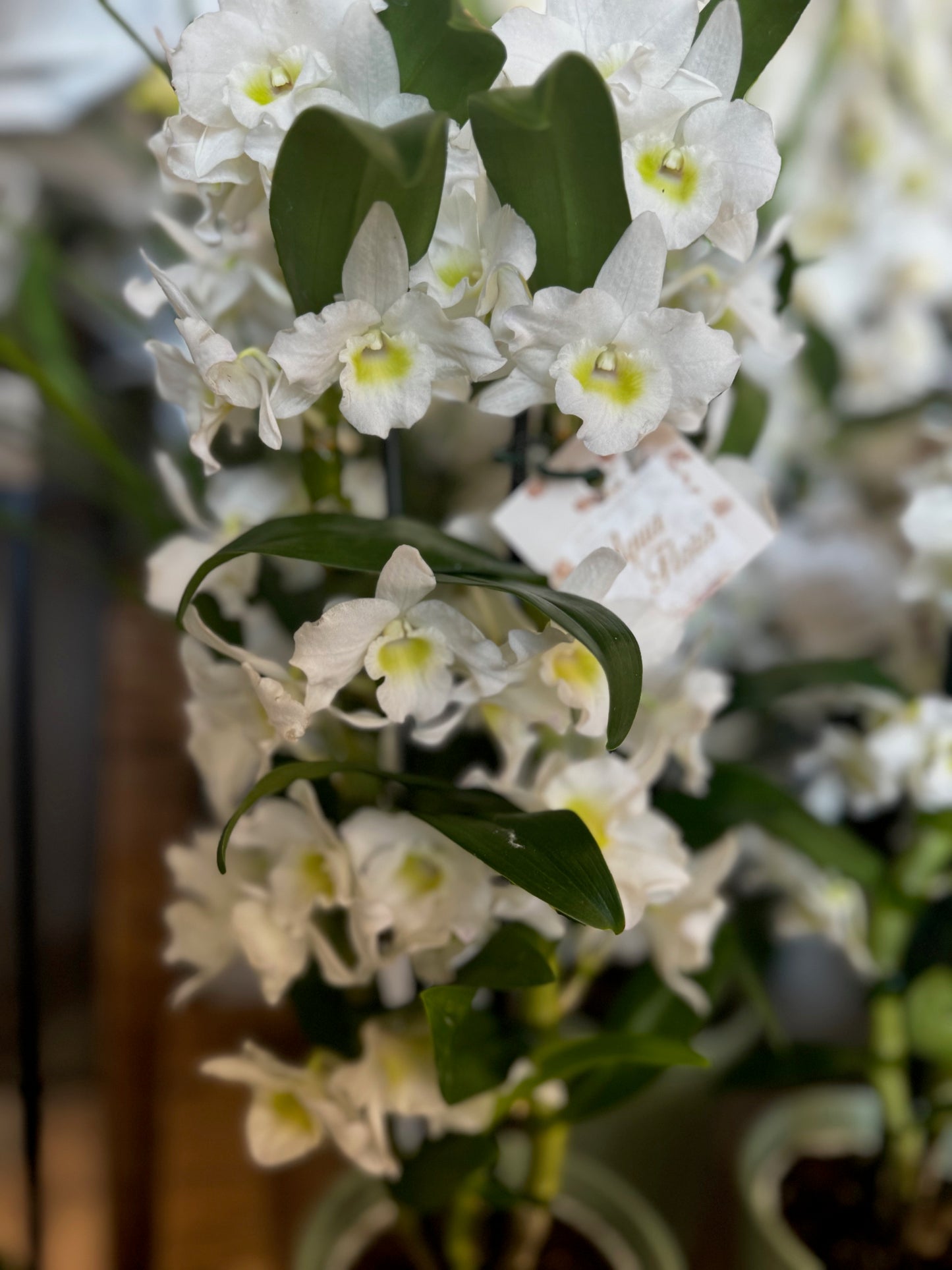 Dendrobium blanc