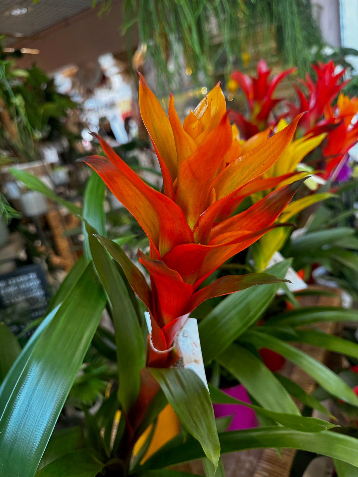 Guzmania