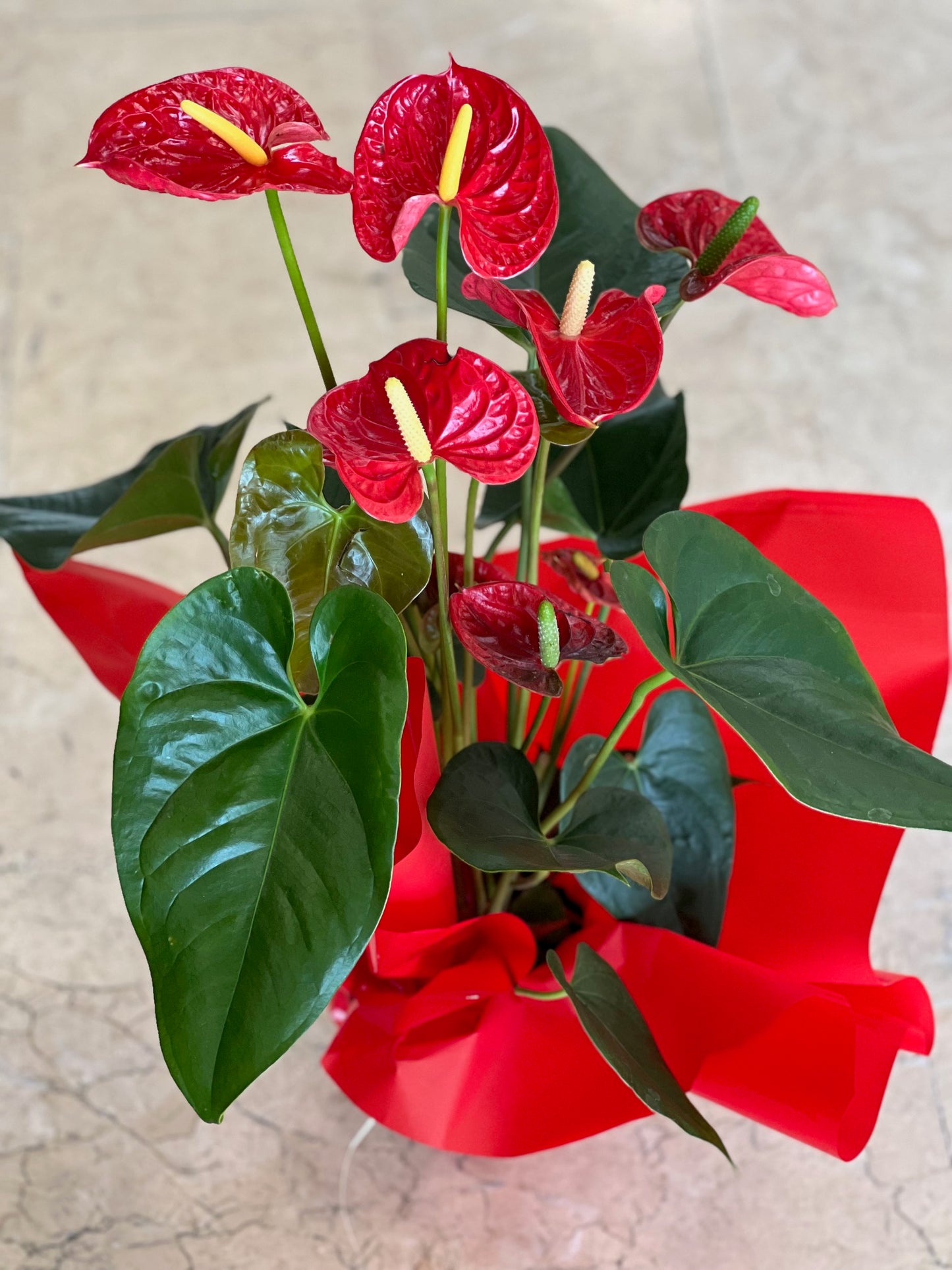 Anthurium en collerette