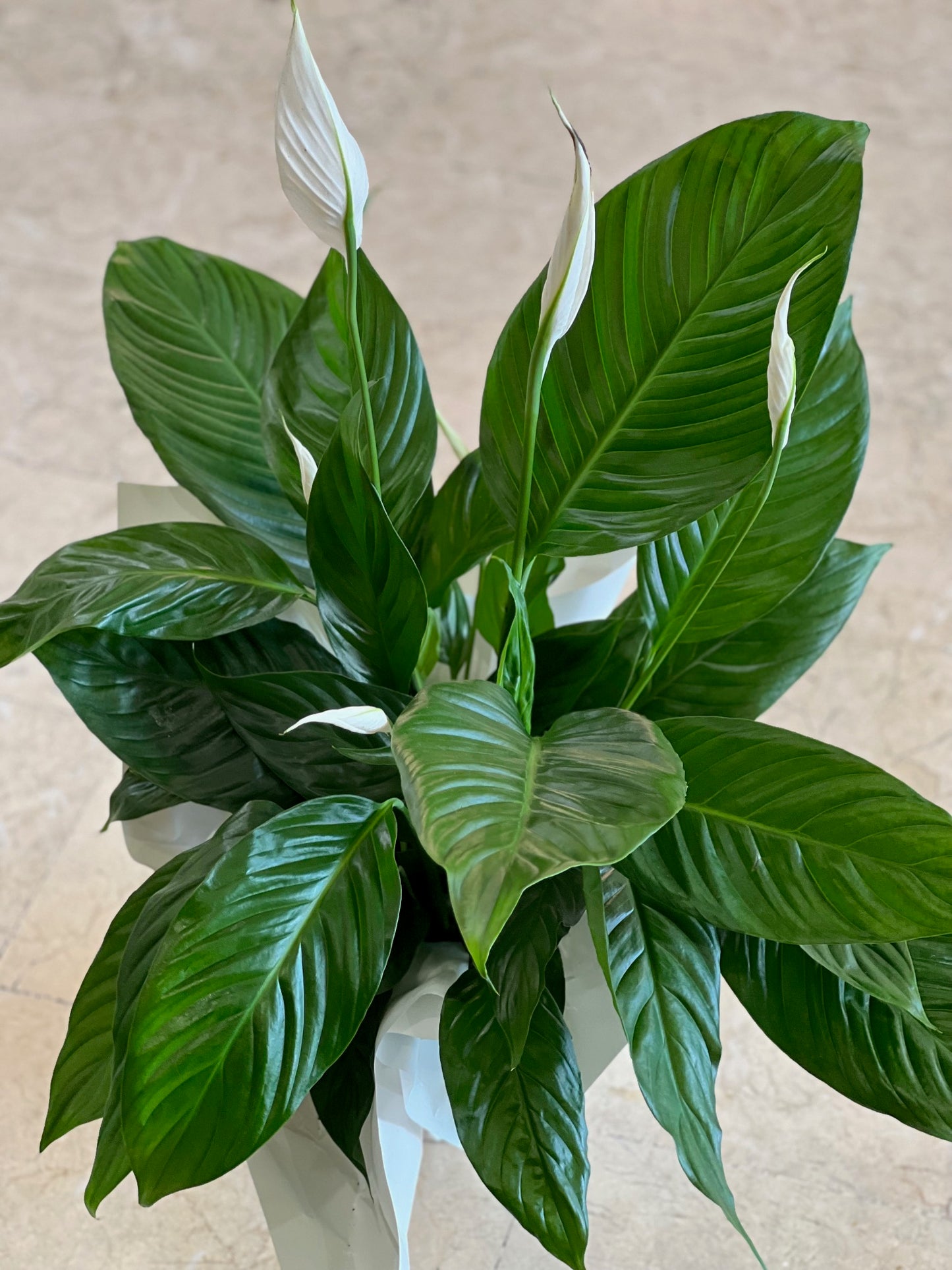 Spathiphyllum en collerette