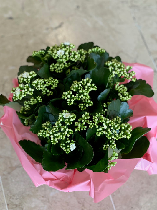 Kalanchoë blanc en collerette