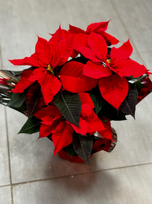 Poinsettia ou étoile de Noêl