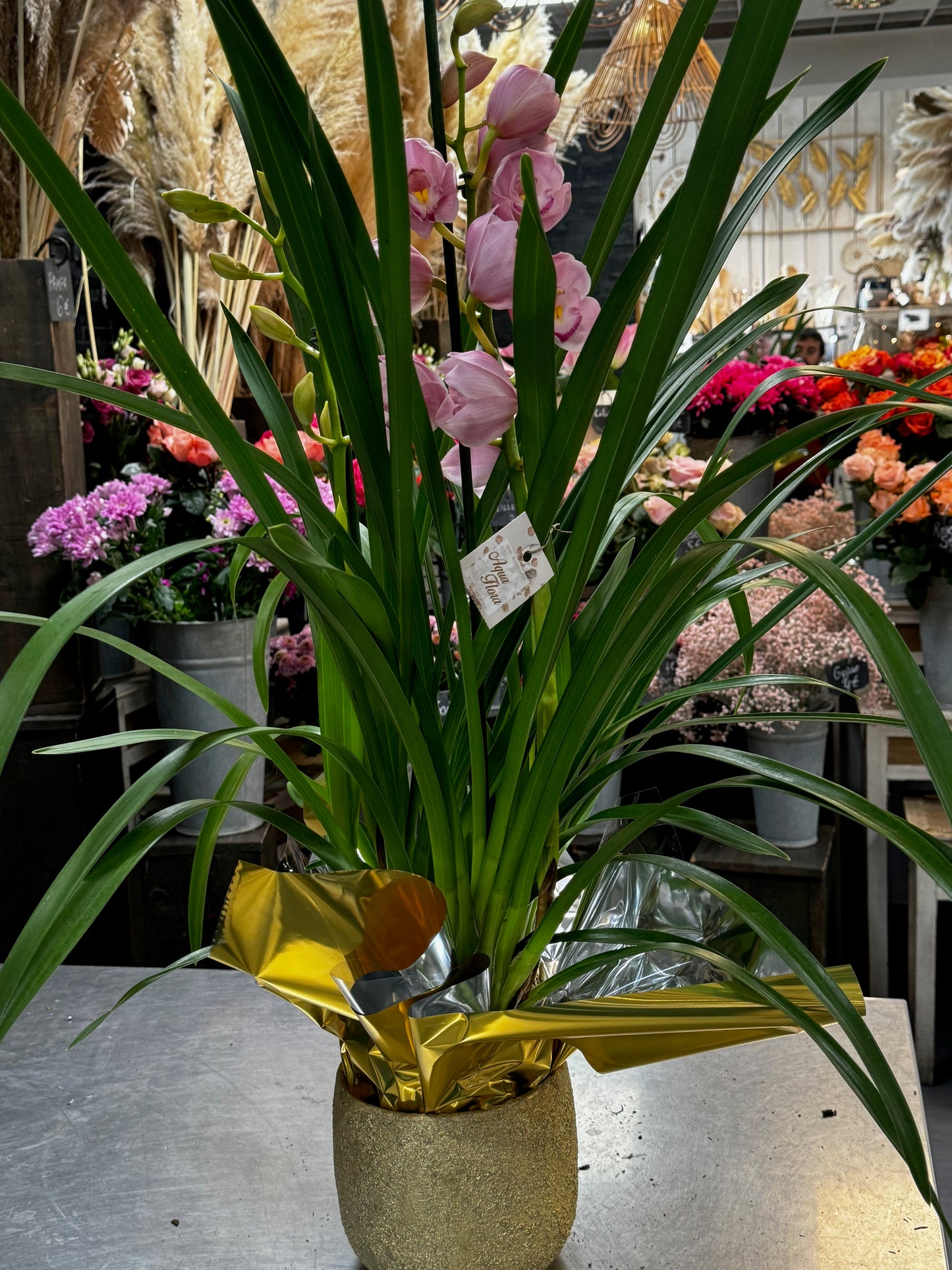 Cymbidium