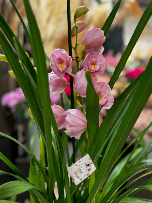 Cymbidium