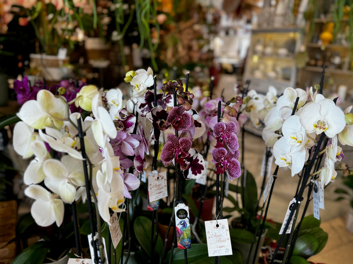 Orchidée Papillon Phalaenopsis Avec Cache-Pot - Hauteur 25 Cm - Plante D'Intérieur Élégante De Botanicly